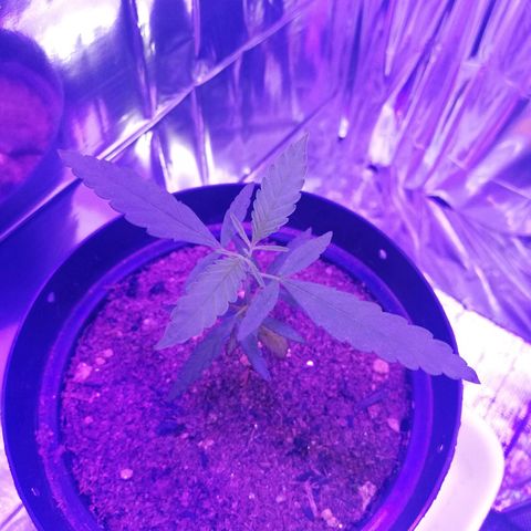 Watermelon Zkittlez growlog timeline photo