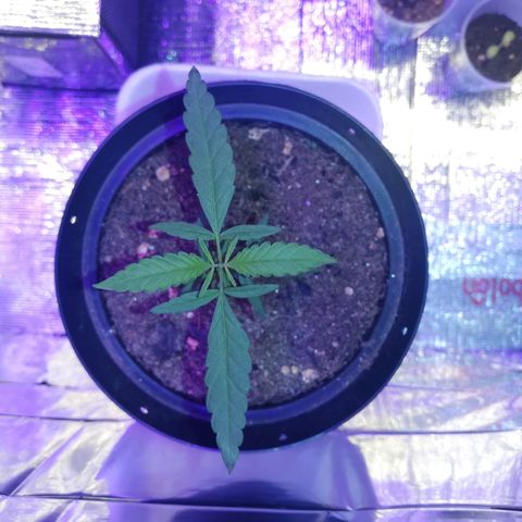 Watermelon Zkittlez growlog timeline photo