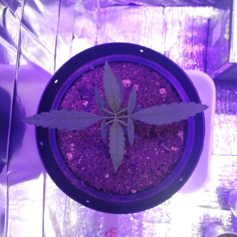 Watermelon Zkittlez growlog timeline photo