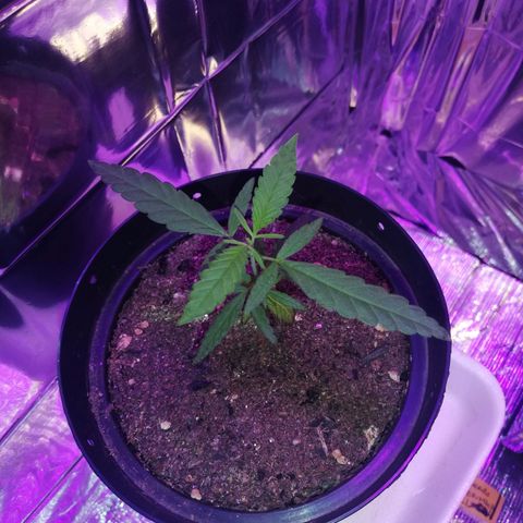 Watermelon Zkittlez growlog timeline photo