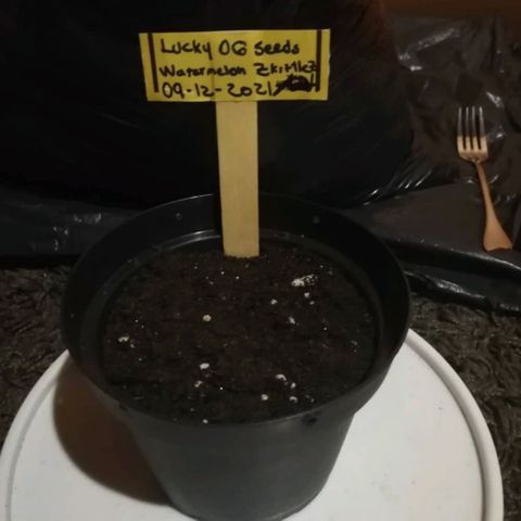 Watermelon Zkittlez growlog timeline photo
