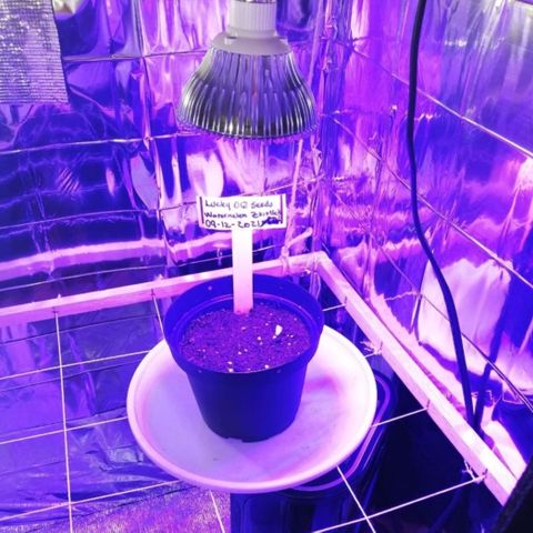 Watermelon Zkittlez growlog timeline photo
