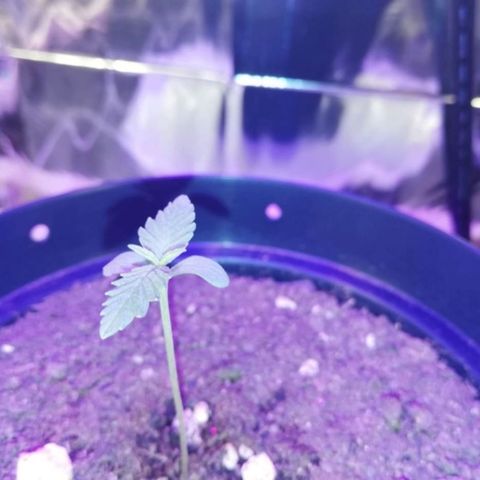 Watermelon Zkittlez growlog timeline photo