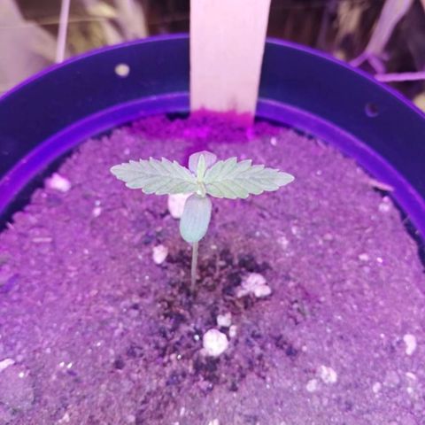 Watermelon Zkittlez growlog timeline photo