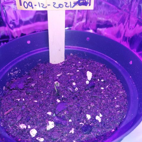 Watermelon Zkittlez growlog timeline photo