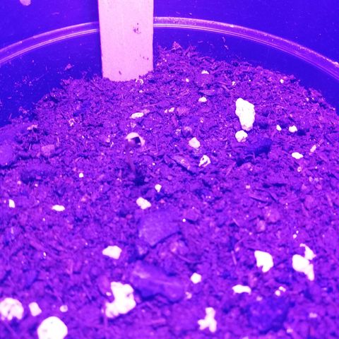Watermelon Zkittlez growlog timeline photo