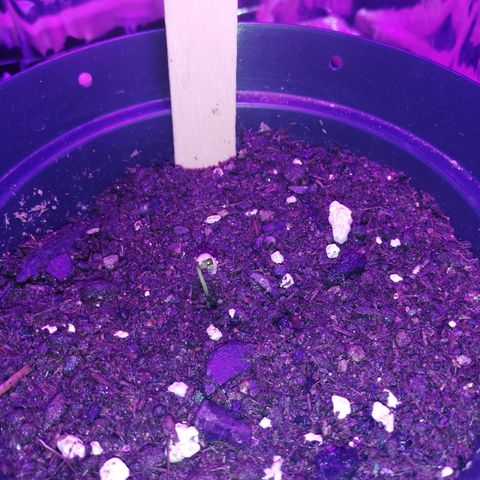 Watermelon Zkittlez growlog timeline photo
