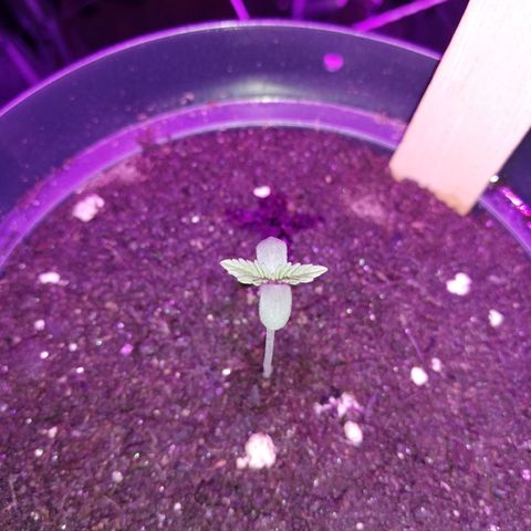 Watermelon Zkittlez growlog timeline photo