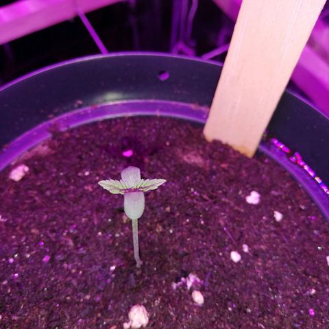Watermelon Zkittlez growlog timeline photo