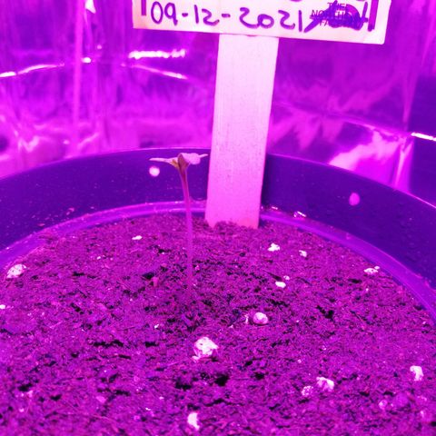 Watermelon Zkittlez growlog timeline photo