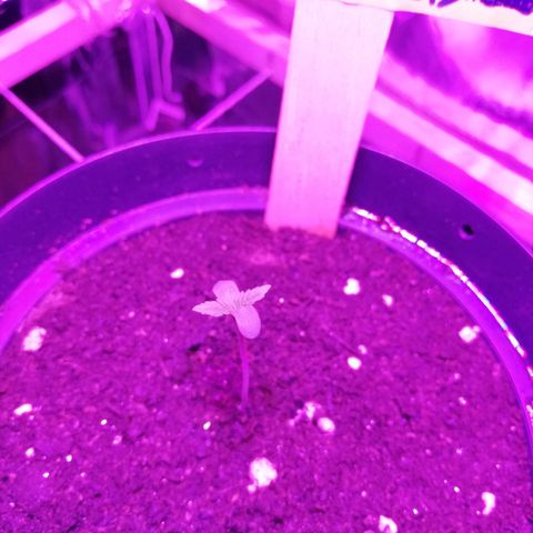 Watermelon Zkittlez growlog timeline photo