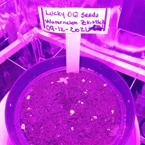 Watermelon Zkittlez growlog timeline photo