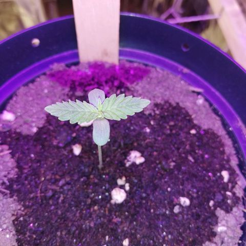 Watermelon Zkittlez growlog timeline photo