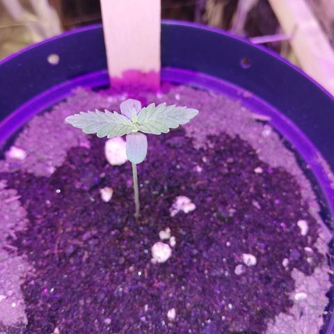 Watermelon Zkittlez growlog timeline photo