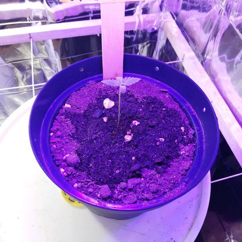 Watermelon Zkittlez growlog timeline photo