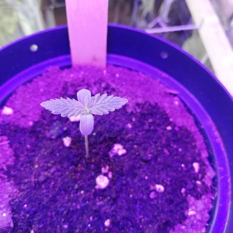 Watermelon Zkittlez growlog timeline photo