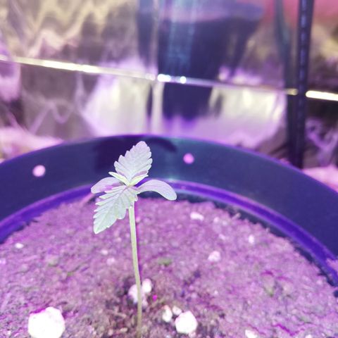 Watermelon Zkittlez growlog timeline photo