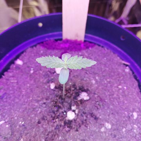 Watermelon Zkittlez growlog timeline photo