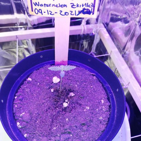 Watermelon Zkittlez growlog timeline photo