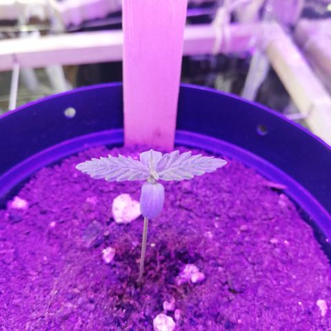 Watermelon Zkittlez growlog timeline photo