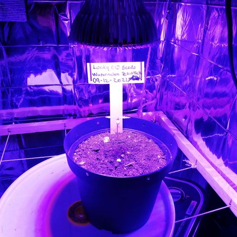 Watermelon Zkittlez growlog timeline photo