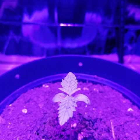 Watermelon Zkittlez growlog timeline photo