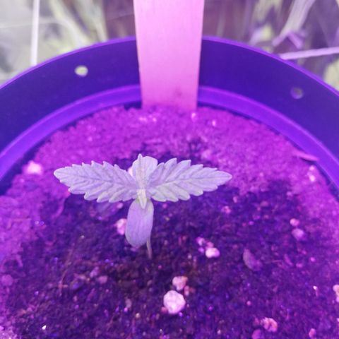 Watermelon Zkittlez growlog timeline photo