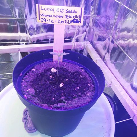 Watermelon Zkittlez growlog timeline photo