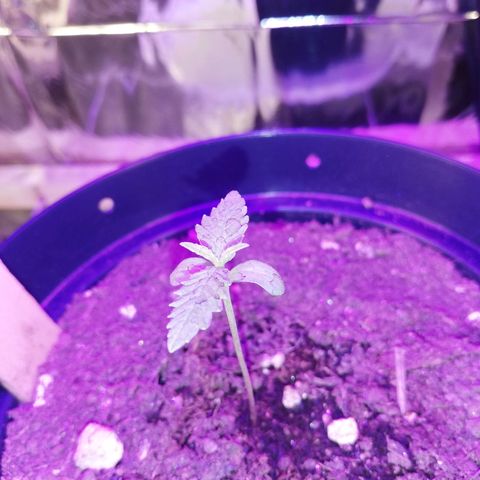 Watermelon Zkittlez growlog timeline photo