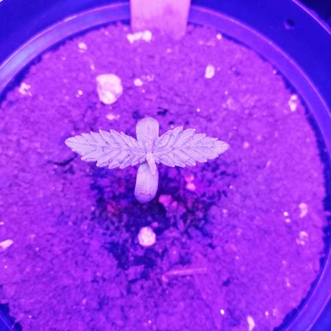 Watermelon Zkittlez growlog timeline photo