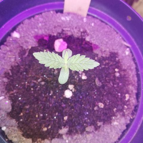 Watermelon Zkittlez growlog timeline photo