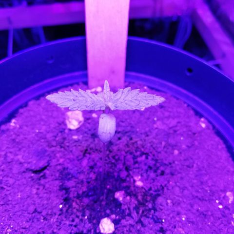 Watermelon Zkittlez growlog timeline photo