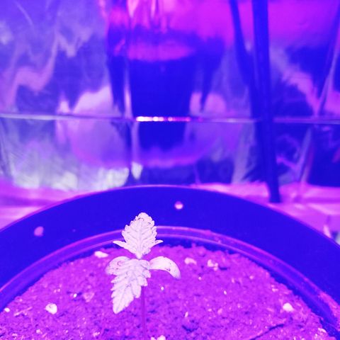 Watermelon Zkittlez growlog timeline photo