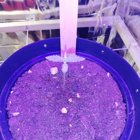 Watermelon Zkittlez growlog timeline photo