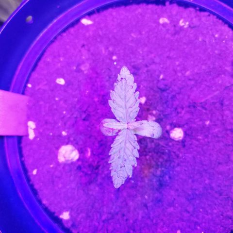Watermelon Zkittlez growlog timeline photo