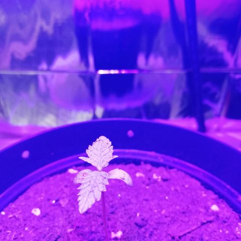 Watermelon Zkittlez growlog timeline photo