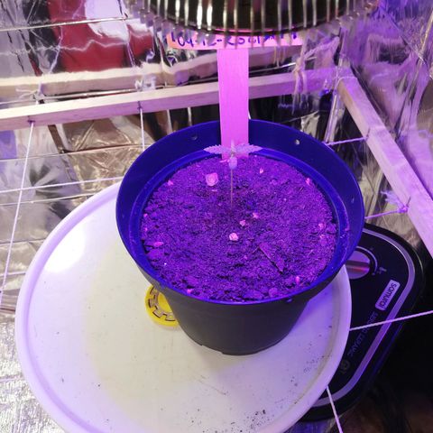 Watermelon Zkittlez growlog timeline photo