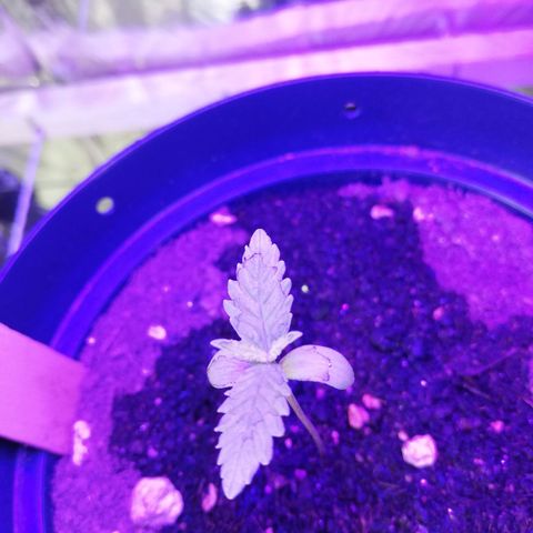 Watermelon Zkittlez growlog timeline photo