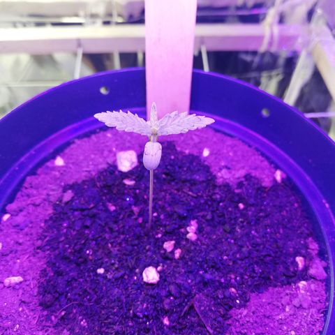 Watermelon Zkittlez growlog timeline photo