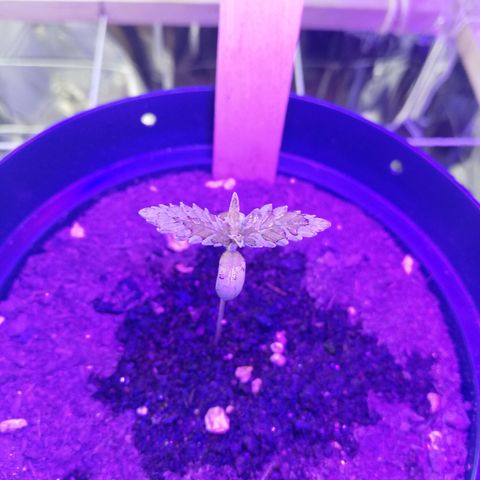 Watermelon Zkittlez growlog timeline photo
