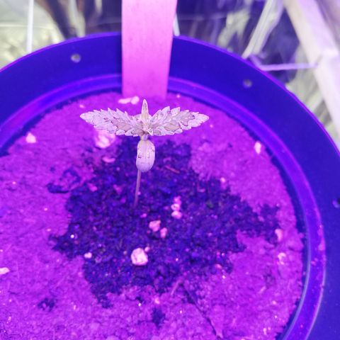 Watermelon Zkittlez growlog timeline photo
