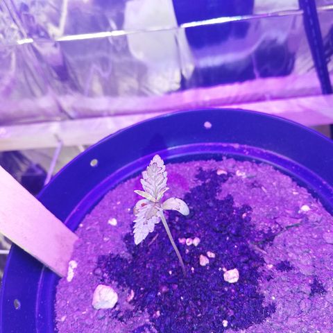 Watermelon Zkittlez growlog timeline photo