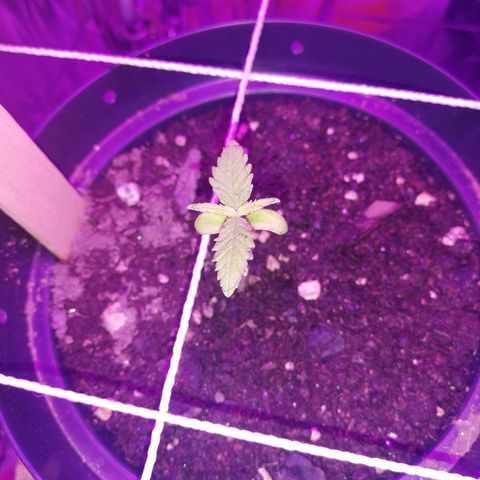 Watermelon Zkittlez growlog timeline photo