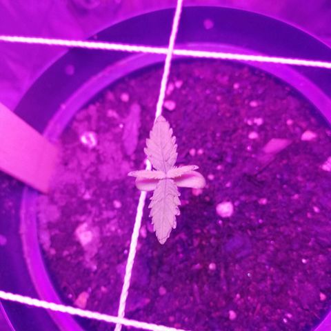 Watermelon Zkittlez growlog timeline photo
