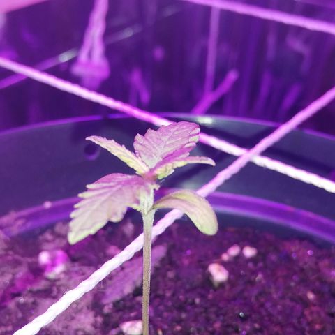 Watermelon Zkittlez growlog timeline photo