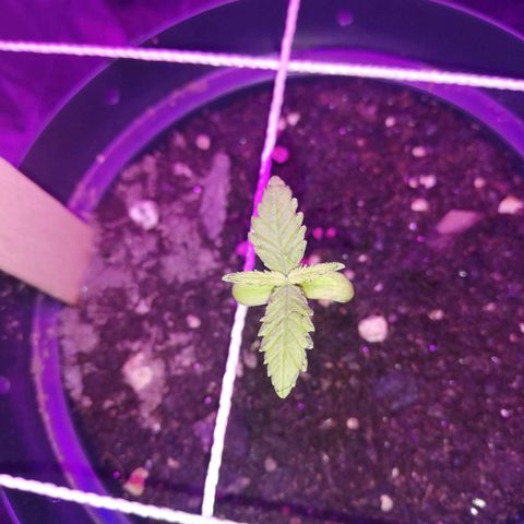 Watermelon Zkittlez growlog timeline photo