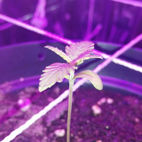 Watermelon Zkittlez growlog timeline photo