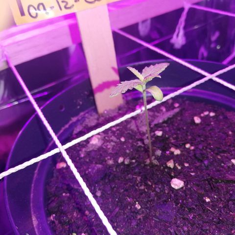 Watermelon Zkittlez growlog timeline photo