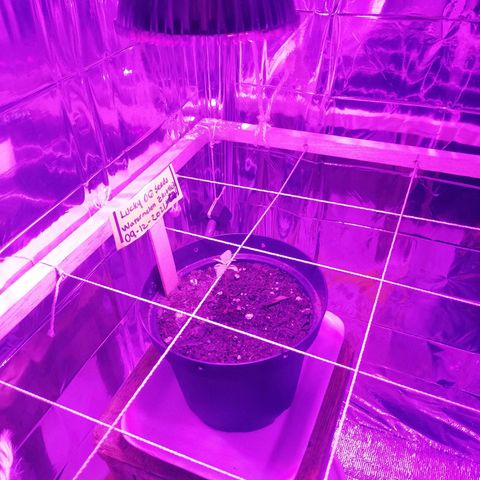 Watermelon Zkittlez growlog timeline photo