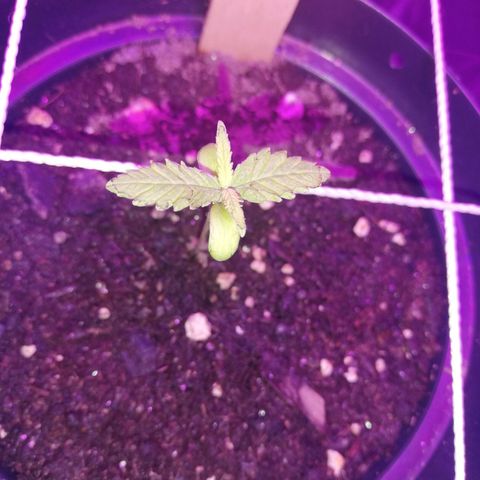 Watermelon Zkittlez growlog timeline photo